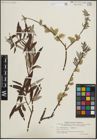 Foto von Salix lapponum L. x Salix viminalis L.